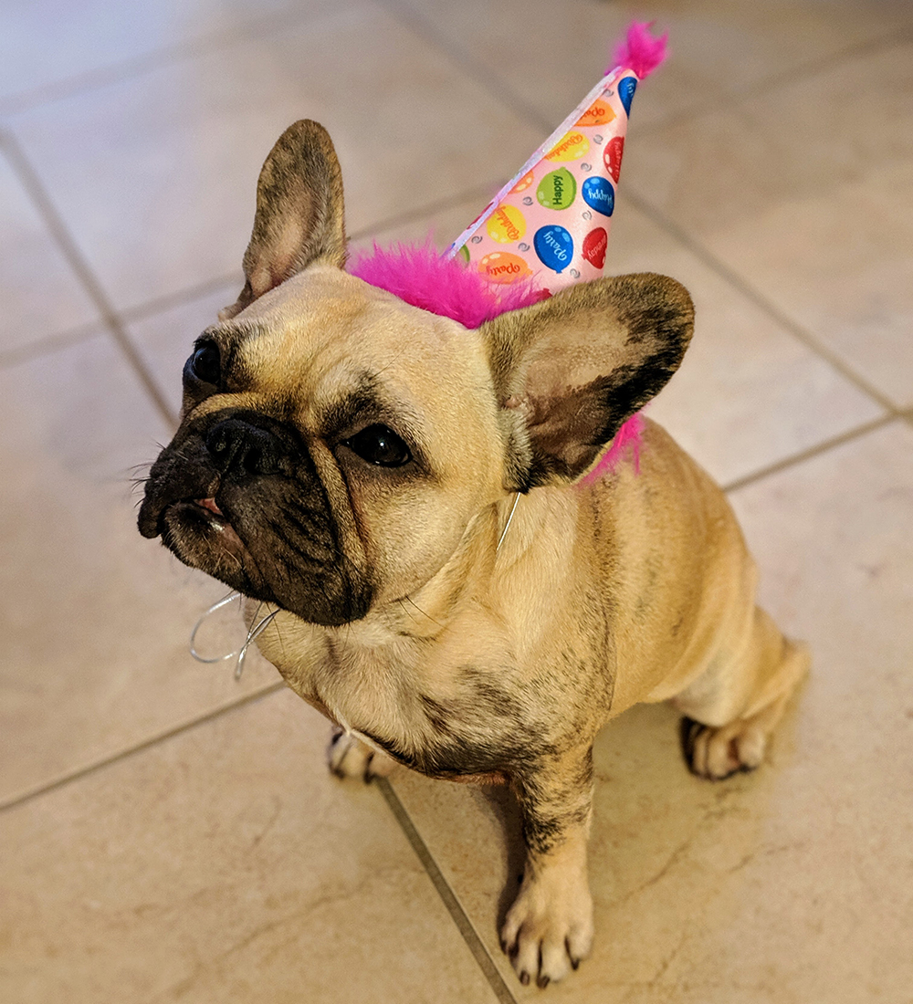 Frenchie 1st Birthday Party | Sammy and Diego French Bulldogs